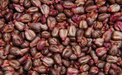 葡萄籽粉一天吃多少合適(葡萄籽粉什么時候吃比較好)