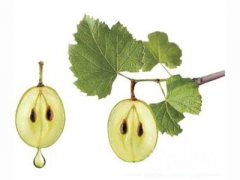 葡萄籽的服用方法及注意事項是什么 揭曉服用需注意的三大事項?。?！